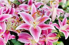 How is the lily flower planted?