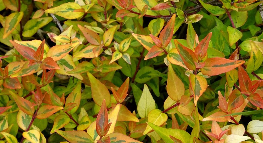La Abelia kaleidoscope es una variedad de Abelia grandiflora