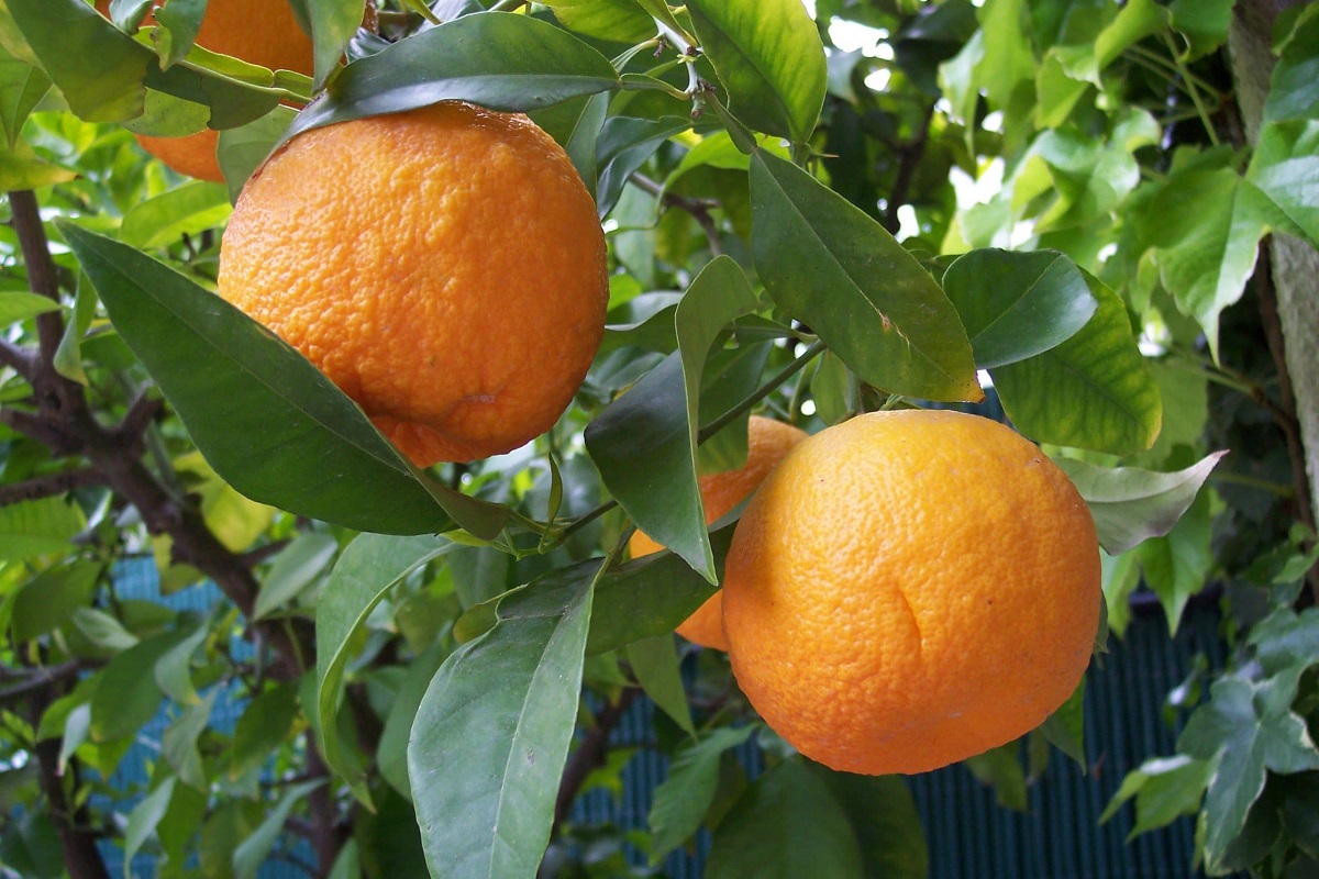 watering orange trees