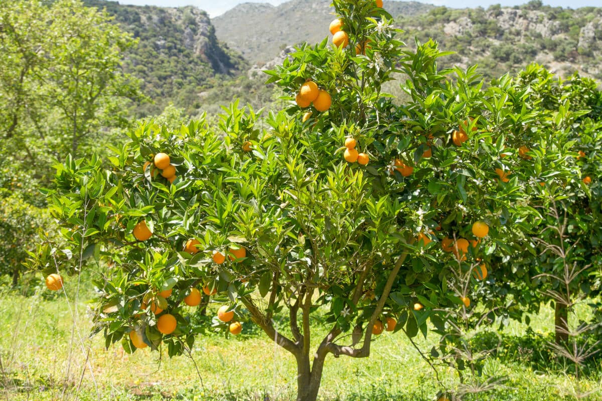 orange tree irrigation aspects of care