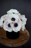 What do the anemones mean?