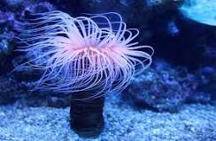 What happens if you get stung by an anemone?
