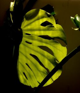a philodendron