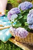 Where to plant sun or shade hydrangeas?