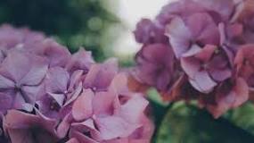How to maintain a hydrangea plant?