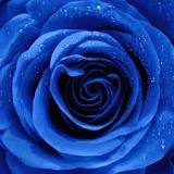 What does giving 12 blue roses mean?