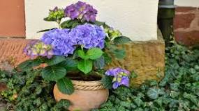 How to grow blue hydrangeas at home?