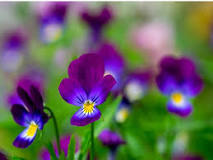 What does the blue violet flower mean?