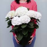 What does the hydrangea flower mean?