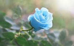 What does giving 3 blue roses mean?