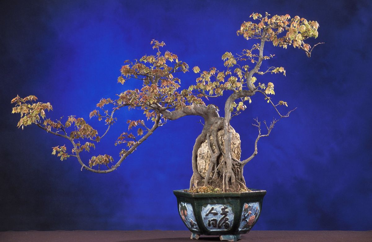 large bonsai in small pot