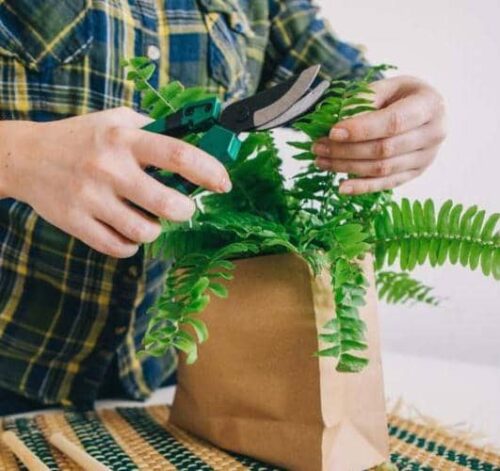 prune ferns