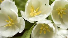 How is the flower of eternal love?