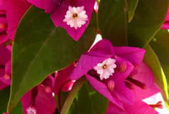 When does the bougainvillea start to flower?