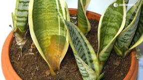 What cures tiger tongue?