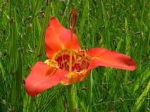 Where does tigridia grow?