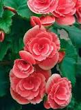When do begonia flowers come out?