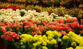What flowering plants can you plant in the fall?