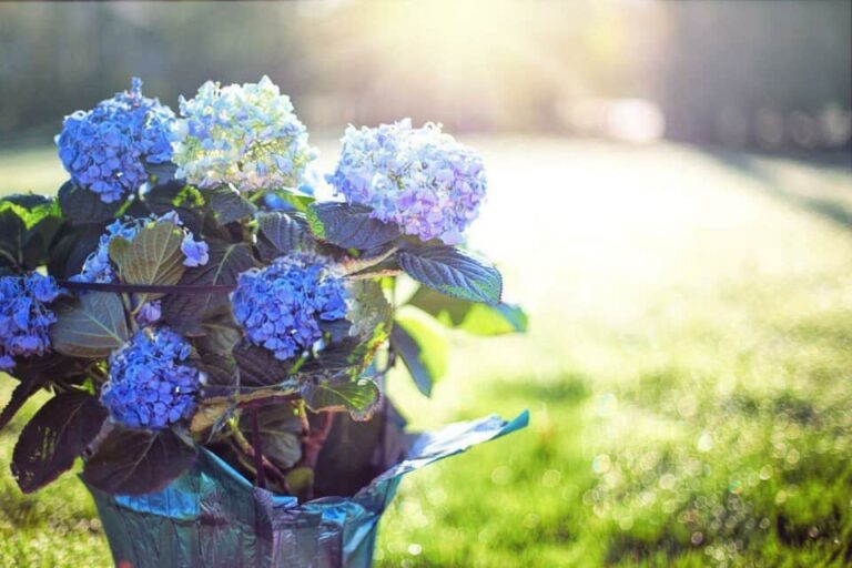 Una hortensia en el artículo ¿Qué tan grandes se vuelven las hortensias?