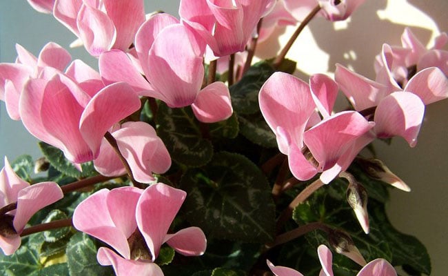 Cyclamen