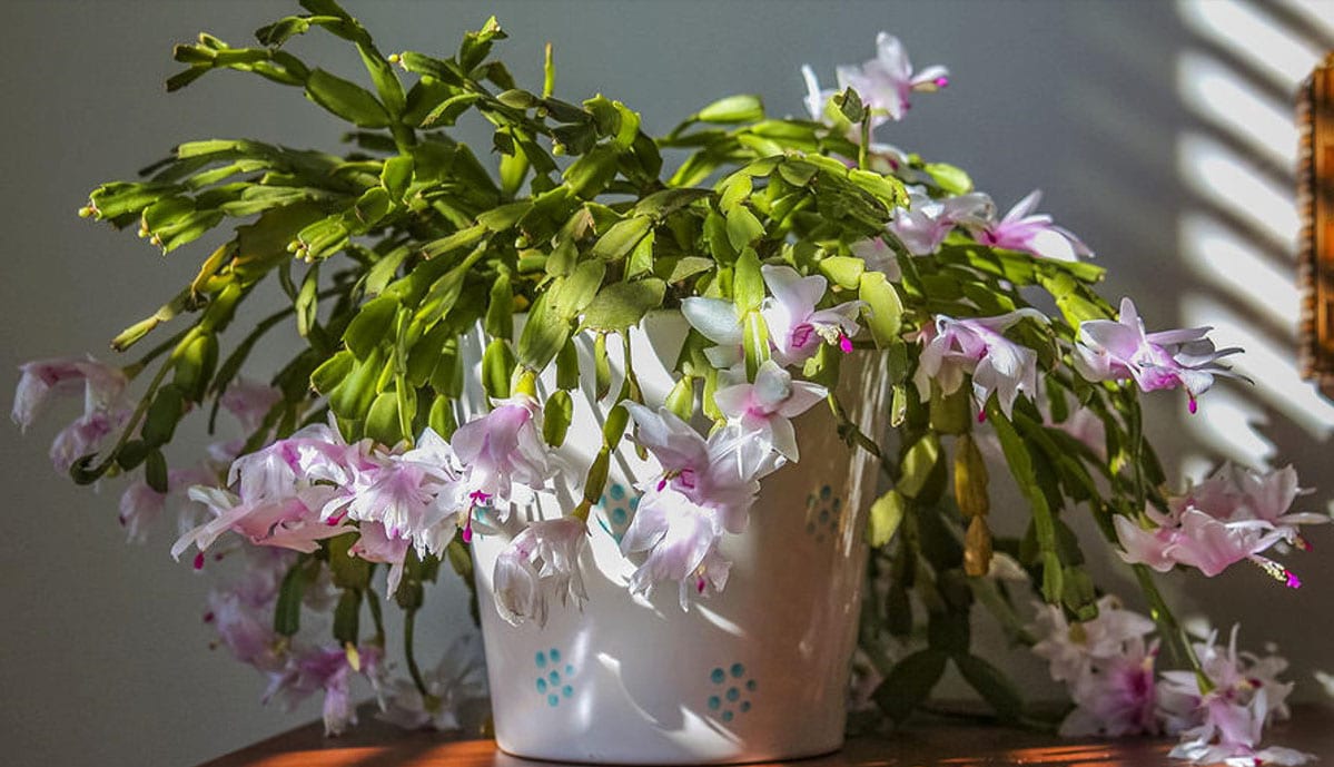 christmas cactus