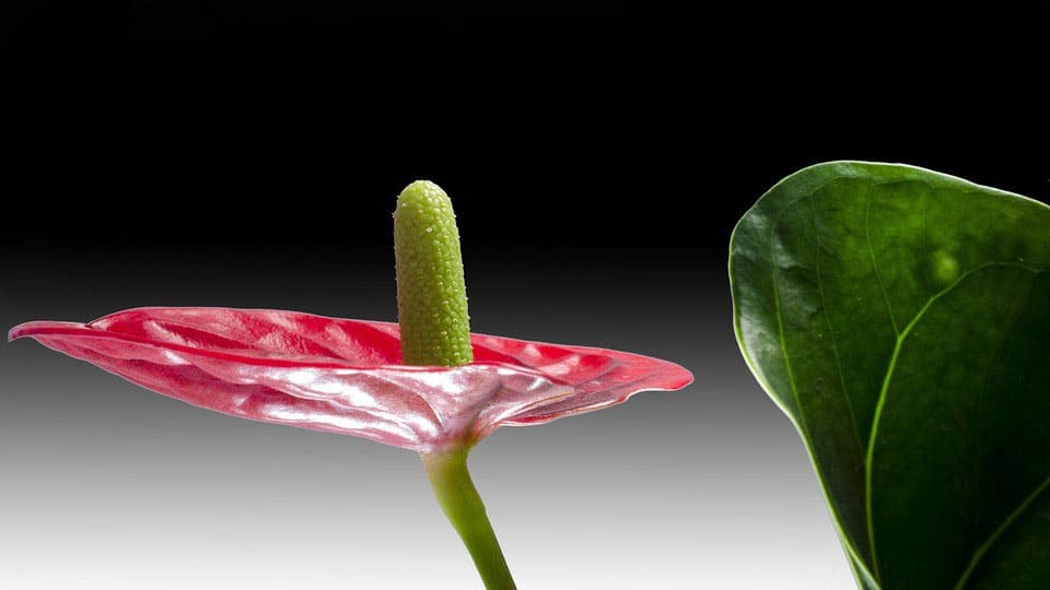 anthurium