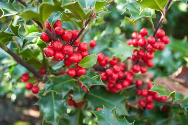 holly