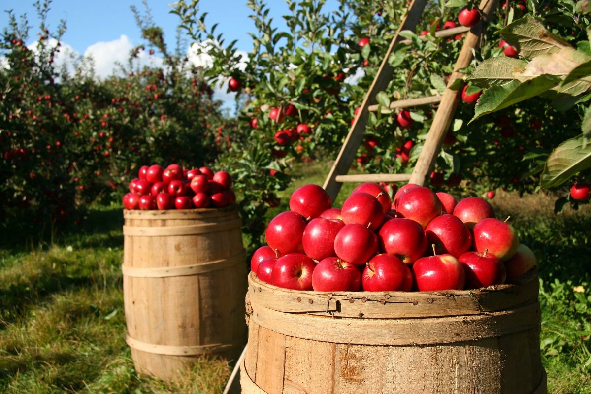 barrels of apples in an apple orchard