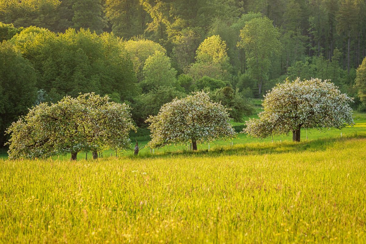 apple trees seen in the distance