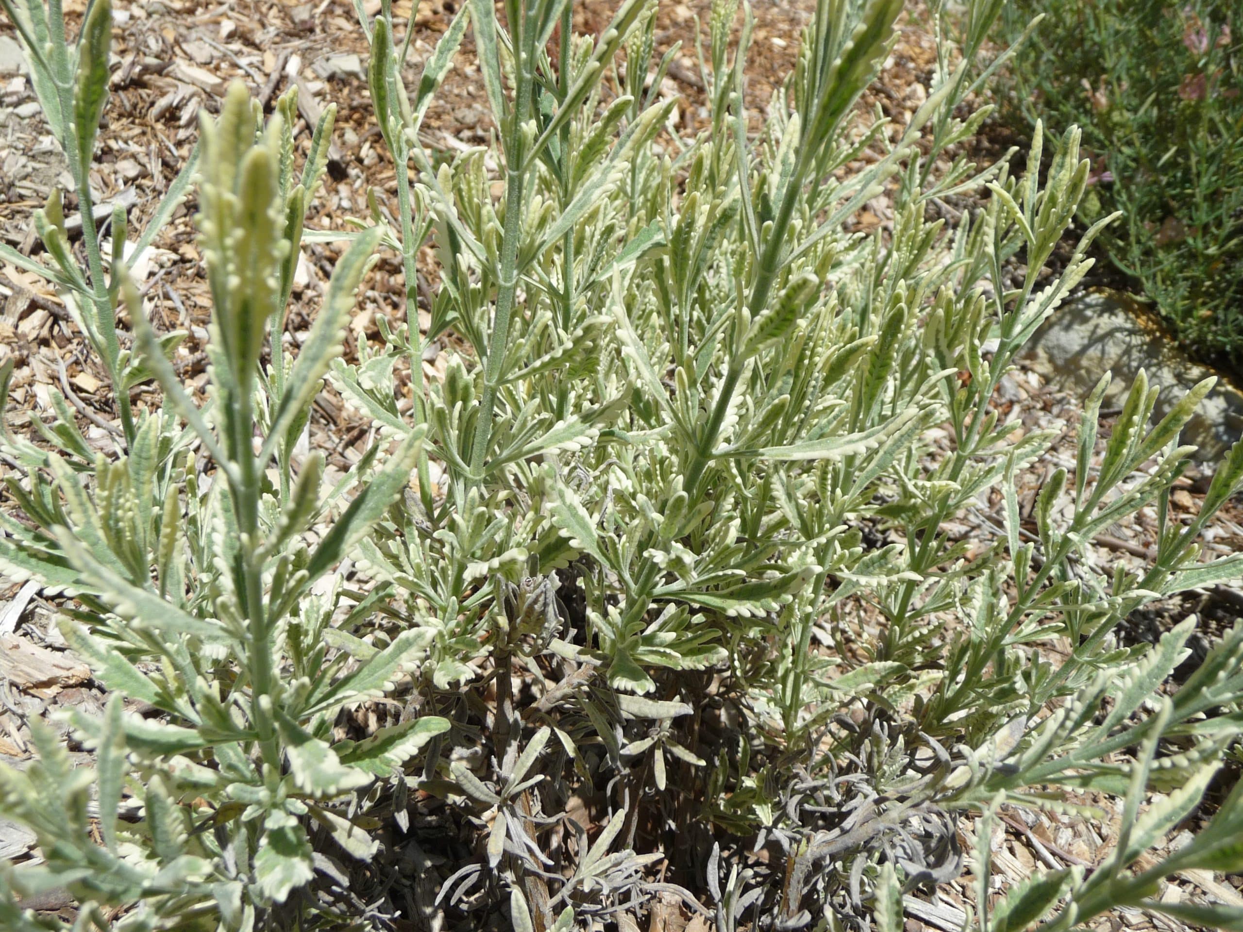 Lavandula x allardii is a shrub