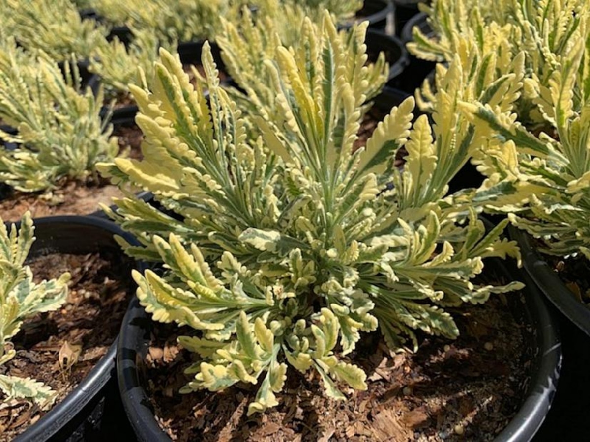 Lavandula allardii is a perennial plant