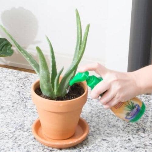 grow aloe vera indoors 