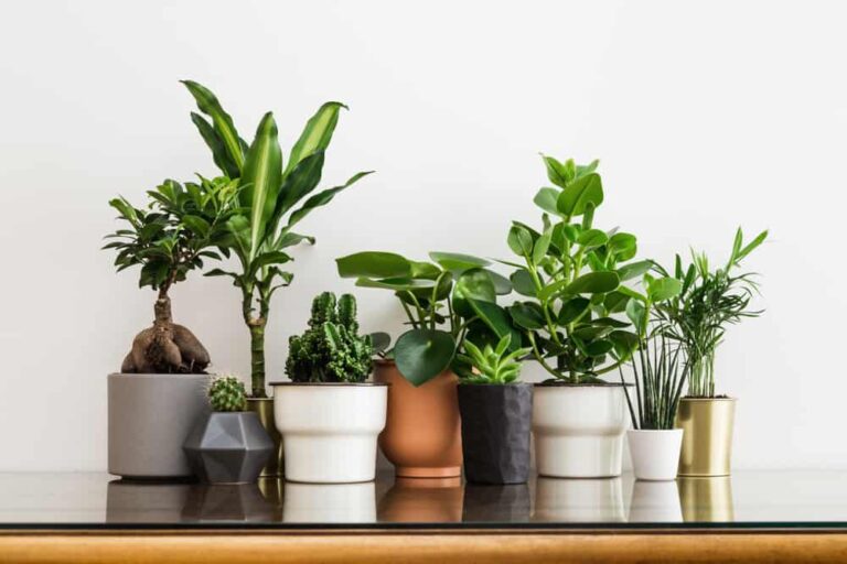 How to choose the perfect container for your houseplants