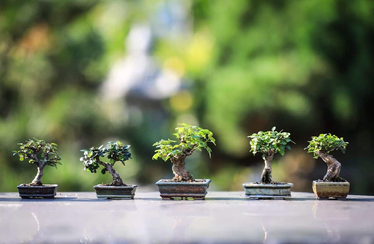 various species of bonsai