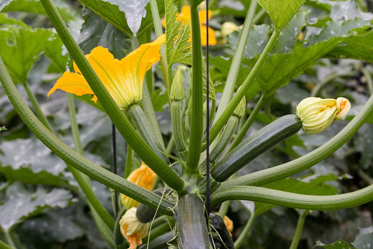 Zucchini can be harvested six weeks after planting