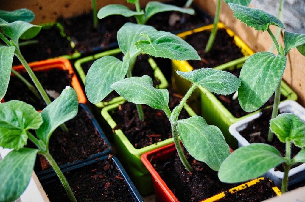 Se puede plantar calabacín en tierra o en maceta