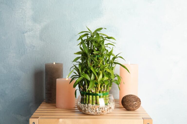 How to grow and maintain Lucky Bamboo in your home