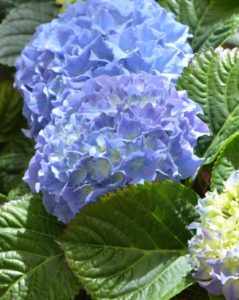 Una hortensia azul