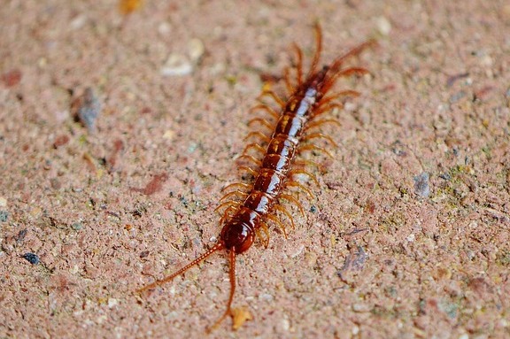 centipede at home