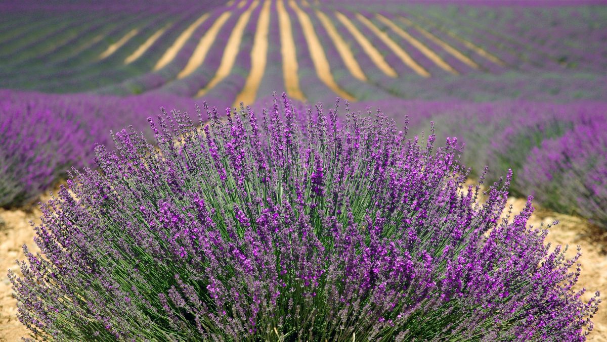 lavender plantations
