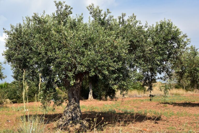 Se puede plantar un olivo en tierra o en maceta