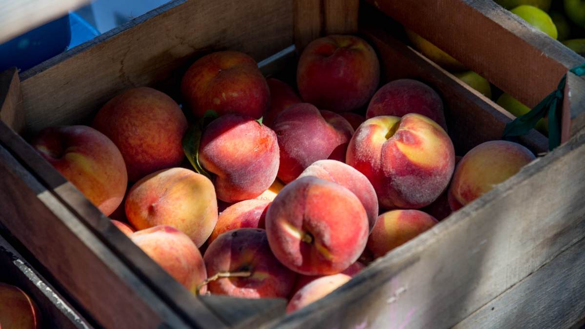 when is the peach season calanda