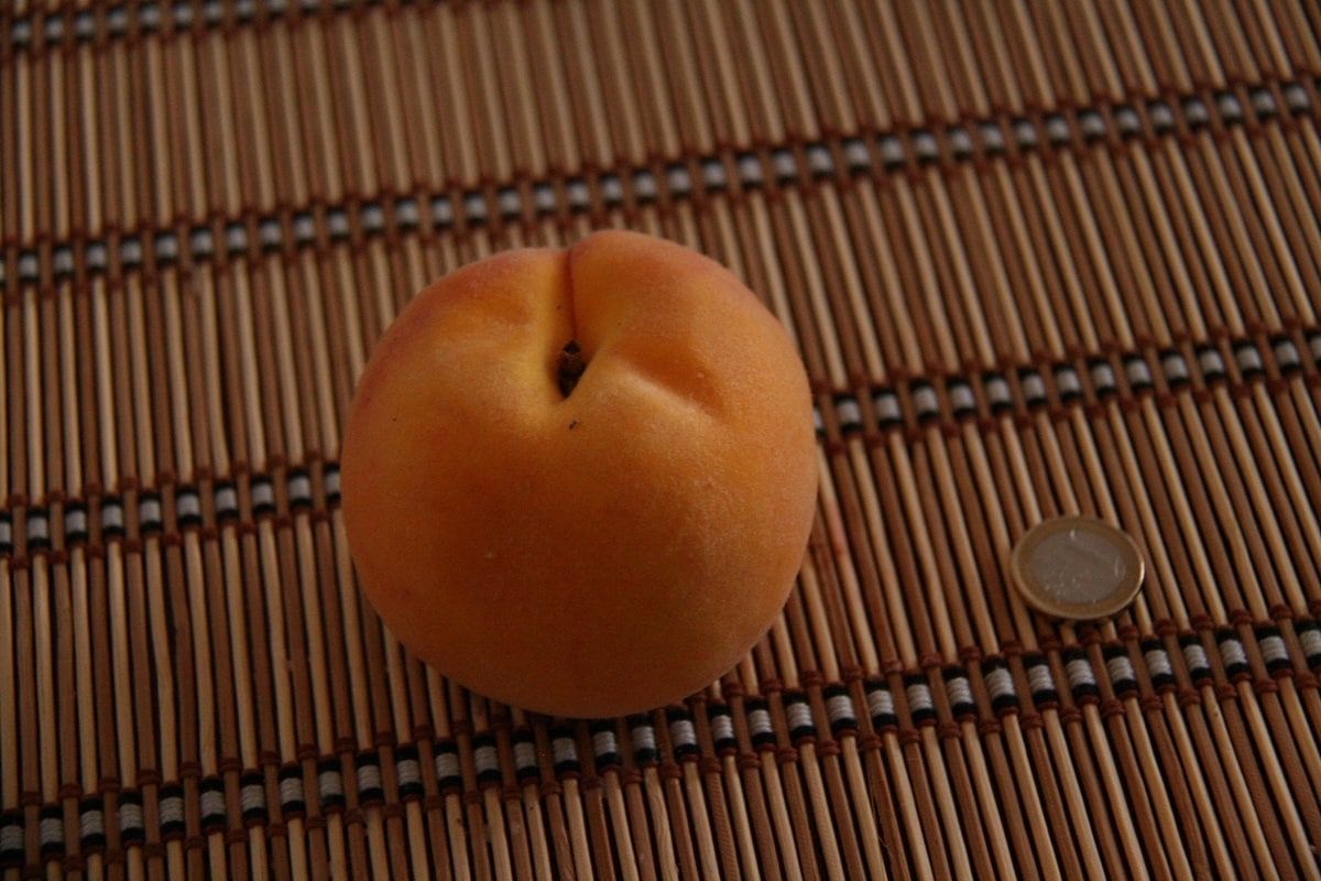peach calanda