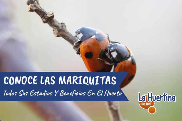 beneficios de las mariquitas