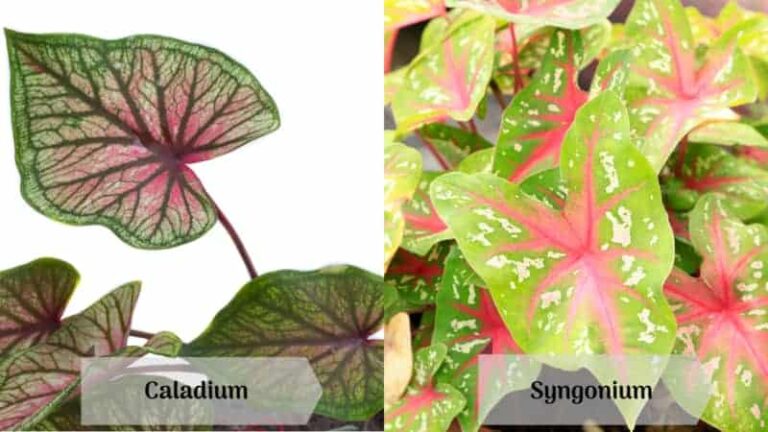 Caladium vs Syngonium (differences and similarities) – ISPUZZLE