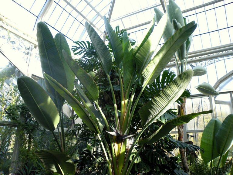 La strelitzia augusta es de exterior