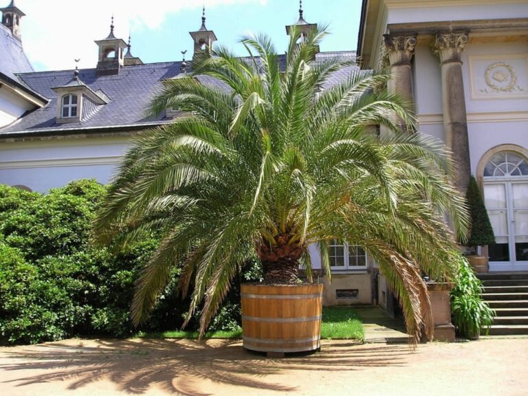 La palmera canaria no puede estar en maceta
