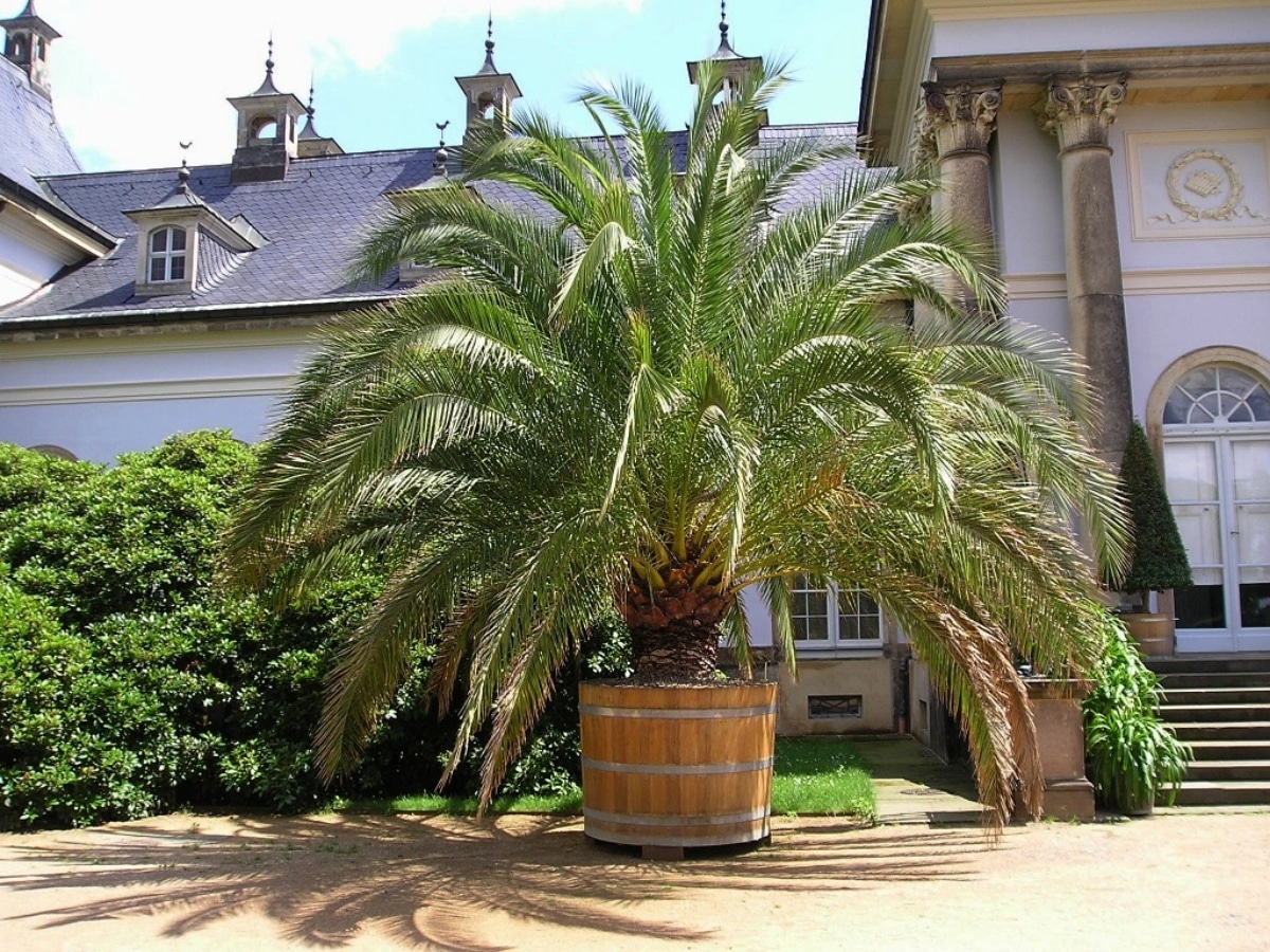 Canarian palm cannot be potted