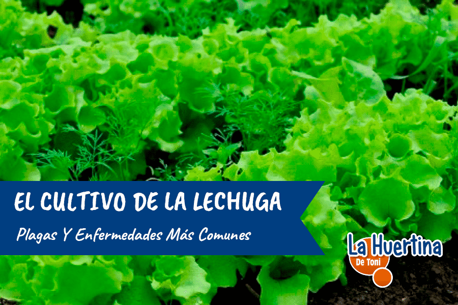 lettuce diseases