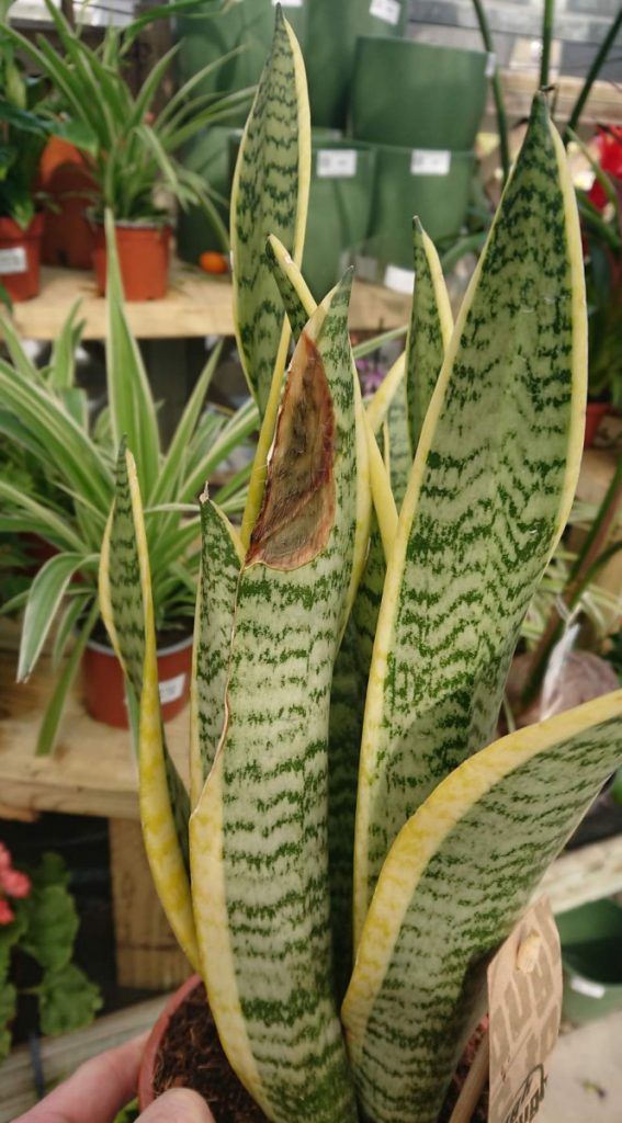 A snake plant with rotting brown foliage due to excess water and slow-draining soil.